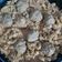 El cooksnap de Abby Hernandez cuando hizo Fusilli con crema de chipotle.