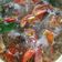 Cooksnap dari Lugina Lugina untuk resep Ikan Kakap Kuah Asam Pedas