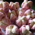 Cooksnap dari Alfanty Puspitasari untuk resep Bolu kukus mekar ekonomis