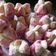 Cooksnap dari Alfanty Puspitasari untuk resep Bolu kukus mekar ekonomis