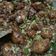 Vandna bosamiya's cooksnap of when they made ડ્રાય મન્ચુરિયન (Dry Manchurian recipe in gujarati).