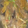 Cooksnap dari Wiwid Gucci untuk resep Ikan kembung kuah asem pedas