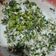Cooksnap dari Rohiman Aflaw untuk resep Trancam (Urap Sayuran Mentah)