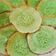 Cooksnap dari Yuli Tiarni untuk resep Kue Ape
