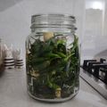 کوک اسنپ میس معصوم بعد از امتحان کردن شور ترشی فلفل سبز تند 👌🏻😋😜😊 Pickled pepper.