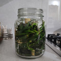 کوک اسنپ میس معصوم بعد از امتحان کردن شور ترشی فلفل سبز تند 👌🏻😋😜😊 Pickled pepper.