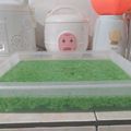 Cooksnap dari Sarfinah Fina untuk resep Puding Lumut Hijau Pandan