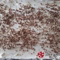 Cooksnap από chalexandra στη συνταγή Γλυκό ψυγείου με μπαγιάτικο τσουρέκι