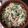 El cooksnap de Jonas Cobos cuando hizo Champiñones, setas y brocoli gratinado.