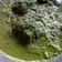 Cooksnap dari Risa Pratiwi untuk resep DAUN UBI TUMBUK ala Tapanuli