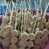 Cooksnap dari Ardhika (Arum Wijayanti) untuk resep Sate sosis gulung