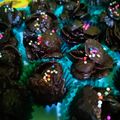 Cooksnap dari aniza untuk resep Chocolate cornflakes - coklat emping jagung