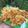 Cooksnap dari Grace Hanellyne untuk resep Jamur tiram crispy banget (tepung home made no msg)