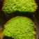 Cooksnap dari Amalia untuk resep Bolu Pandan