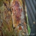 Cooksnap dari Aiba Nanik untuk resep Ikan Bakar daun pisang
