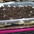 Cooksnap dari Andhini Eka Putri untuk resep Oreo cheese cake lumer