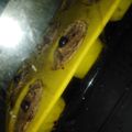 El cooksnap de Ana Maria cuando hizo Muffins plátano-arándanos con harina de coco y avena...ojo sin azúcar!.