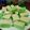Cooksnap dari Lilymo untuk resep Kue Lapis Pepe Pandan (Terigu)