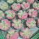 Cooksnap dari tri ely untuk resep Bolu kukus mekar ekonomis