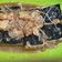 Cooksnap dari Astria Rulianty untuk resep 8.3~ Tahu Nori Saus Teriyaki