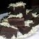 Cooksnap dari ApriliaSG untuk resep Brownis kukus Amanda enak & lembut
