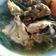 Cooksnap dari nobody child untuk resep Ayam Kuah Betutu