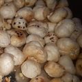  Chef Richa pathak. का कुकस्नैप जब उन्होंने रोस्टेड मखाना (roasted makhana recipe in Hindi) बनाया था।