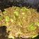 Cooksnap Nazz Uyun semasa beliau membuat Sambal Petai Ikan Bilis Goreng 😋.