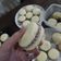 El cooksnap de Barbara Ferrari cuando hizo Alfajores de maicena / Maicenitas.