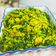 Cooksnap dari Chiensyn Kuliner untuk resep Kembang Pepaya bumbu kuning