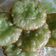 Cooksnap dari Vina Himatur untuk resep Kue Cucur
