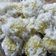 Cooksnap dari mommykental untuk resep Klepon Ubi Kuning