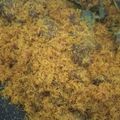 Cooksnap dari Alif Rahma untuk resep Dendeng Ragi (serundeng daging sapi) pedas