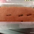 Cooksnap dari Windda untuk resep Bolu pisang panggang