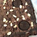 Cooksnap dari hani untuk resep Brownies Panggang Anti Gagal