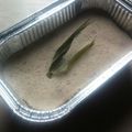 Cooksnap dari Mama Anjani untuk resep Snack pisang roti (mpasi 8/9bln)