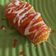 Cooksnap dari norma fajariyanti untuk resep Corndog isi sosis
