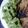 kathleen.rodas's cooksnap of when they made Cilantro Pesto Pasta with Grilled Chicken.