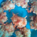 Cooksnap dari Heppy Krisprasetyaningrum untuk resep Bakwan nasi