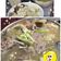 荳 的 *韓式大醬湯* cooksnap