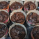 Cooksnap dari Mona Febriani untuk resep Muffin coklat super nyoklat,NO MIXER hasil tinggi menjulang alias High Dome! XD
