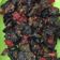 Cooksnap dari novi guritno untuk resep PARU GORENG BALADO #BikinRamadanBerkesan