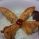 Cooksnap dari Shelvia Melviana untuk resep Chicken Egg Roll