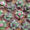 Cooksnap dari Tiana Rachma untuk resep BIKANG MAWAR empuk berserat