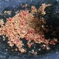 Cooksnap dari Elysa untuk resep Rahasia sambal ayam gepuk