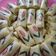 Cooksnap dari Umi Faizah untuk resep Kue Semar Mendem