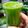 Dolly Kachhwani's cooksnap of when they made Rose Gulkand Paan Pasand Festive Mocktail - Fizzy Mouthfreshner Paan Flavor Mocktail - 5 Minutes.