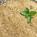 El cooksnap de Cuqui Bastida cuando hizo Crumble de cerezas.