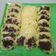 Cooksnap dari Muslihah Afraa untuk resep Kue Cubit Teflon | anak kost| murah meriah| cemilan