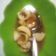 Cooksnap dari Nadyne Cahaya untuk resep Asinan Salak